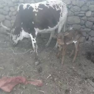 Meet your Posher, Gebremedihn